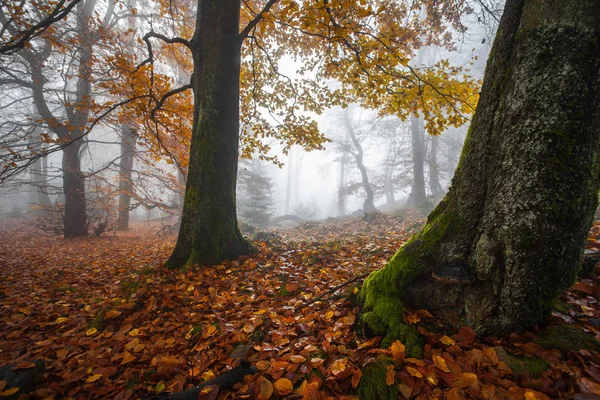 Jesień w niemiecki gór i lasów - podczas wycieczki piesze wycieczki w — Zdjęcie stockowe