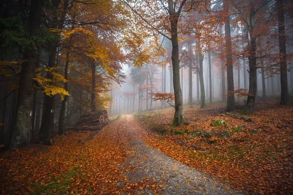 Höst i tyska berg och skogar - under en vandringstur i — Stockfoto