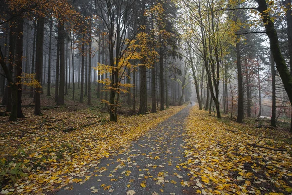 Bir yürüyüş turu sırasında Alman dağlar ve ormanlar - sonbahar — Stok fotoğraf