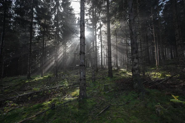 Automne en allemand Montagnes et forêts - Au cours d'une randonnée dans — Photo