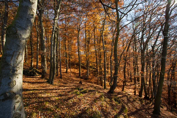 Autumn in german Mountains and Forests - During a hiking tour in
