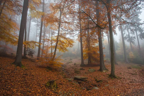 Podzim v německé hory a lesy - během pěší túru v Royalty Free Stock Fotografie