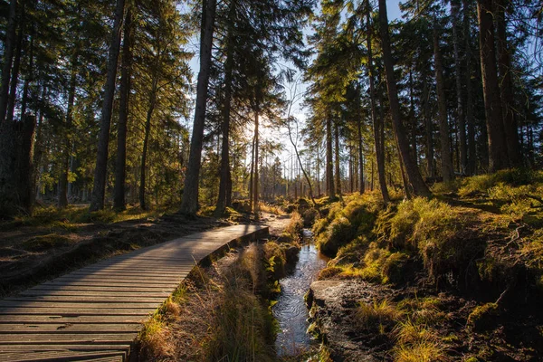 Outono em alemão Montanhas e Florestas - Durante um passeio de caminhada em — Fotografia de Stock