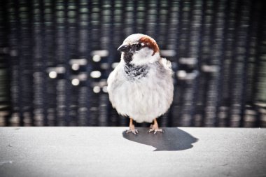 Beach sepet. Rügen, tebeşir kayalıklarla, plajlar, sahil üzerinde büyük zaman