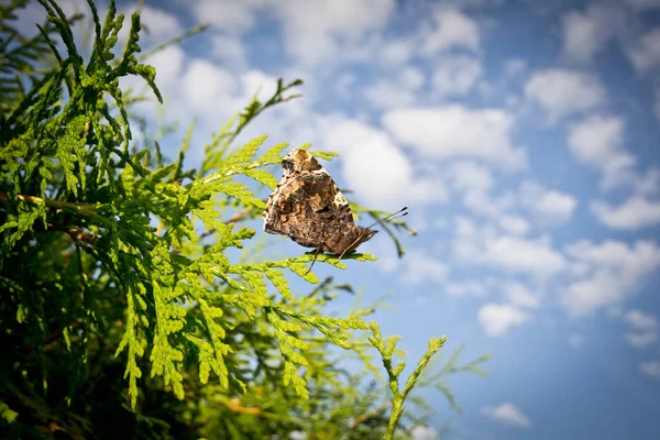 Mariposa en un seto — Foto de Stock