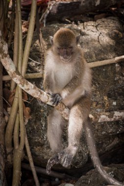 Plajda maymun yiyor.