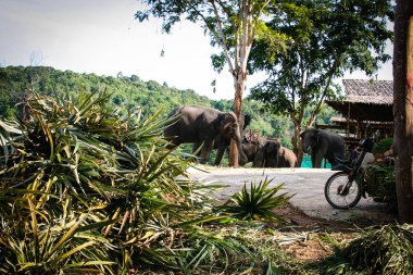 Filler yolda. Ada peyzaj üzerinde göster.