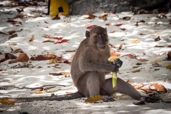 Macaco na praia estão comendo . — Fotografia de Stock