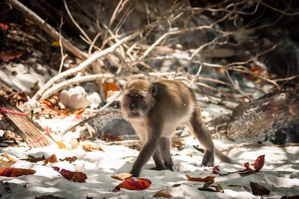 Macaco na praia estão comendo . — Fotografia de Stock