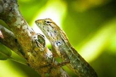 Closeup sürüngenler kertenkeleler örneğisin. Bir hurma ile g üzerinde oturan