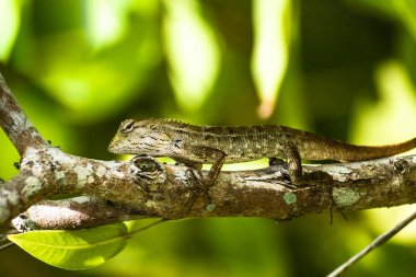 Closeup sürüngenler kertenkeleler örneğisin. Bir hurma ile g üzerinde oturan