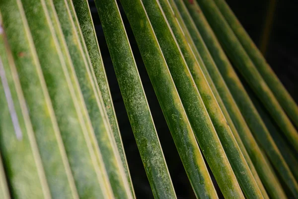 Palm closeup yapraklar.