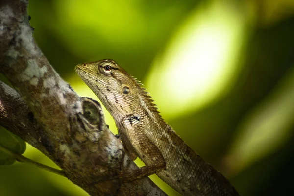 Primer plano de un tipo de lagartijas de reptiles. Sentado en una palma con g —  Fotos de Stock