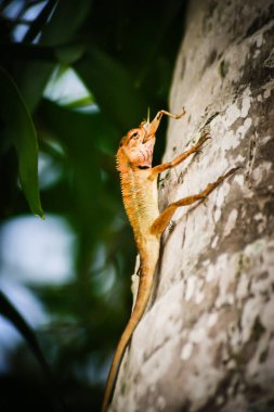 Closeup sürüngenler kertenkeleler örneğisin. Bir avuç içinde oturuyor. Yediğine