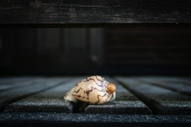 Bir kabuk karanlık ve ahşap arka plan ile yere closeup