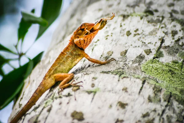 Primer plano de un tipo de lagartijas de reptiles. Sentada en una palma. Comer — Foto de Stock