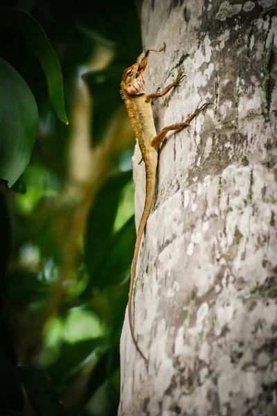 Primer plano de un tipo de lagartijas de reptiles. Sentada en una palma. Comer — Foto de Stock