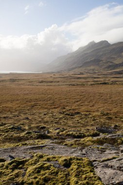 Güzel ışık gündoğumu sırasında bir çayır üzerinde. Groun için kapatın