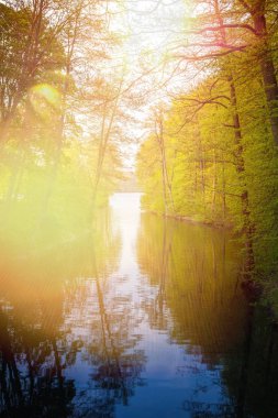 ilkbaharda göl si orman yürüyüş sırasında güzel güneş ışığı