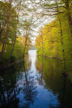 ilkbaharda göl si orman yürüyüş sırasında güzel güneş ışığı