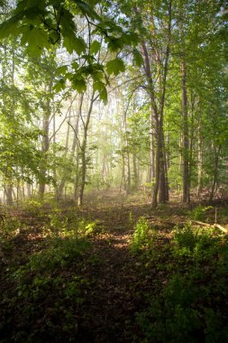 Sis ve pus göle ağaç ile Hava yağmurlu