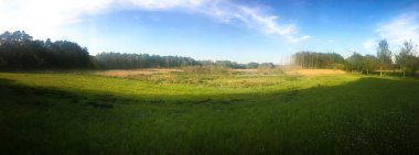 Demirlemek ve bahar bitki ve ağaç bataklık