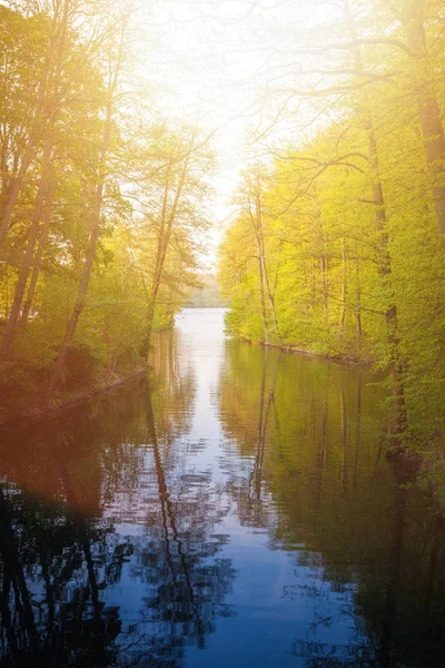 Bela luz solar na primavera durante um passeio pela floresta no lago si — Fotografia de Stock