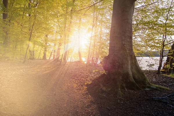 Hermosa luz del sol en primavera durante un paseo por el bosque en el lago si — Foto de Stock