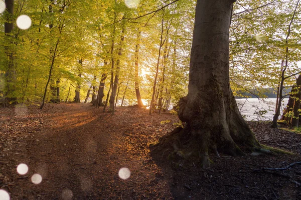 Ilkbaharda göl si orman yürüyüş sırasında güzel güneş ışığı — Stok fotoğraf