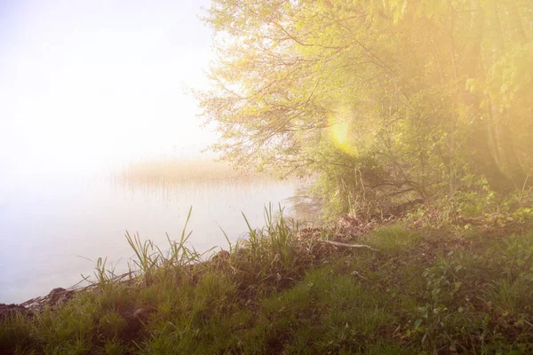 Tempo chuvoso com nevoeiro e neblina no lago com árvore — Fotografia de Stock