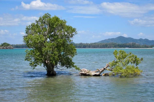 Träd i vattnet på ön Koh Lanta, Thailand — Stockfoto