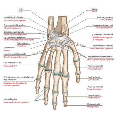 Kemik ve ligament el'ýn arka yüzü