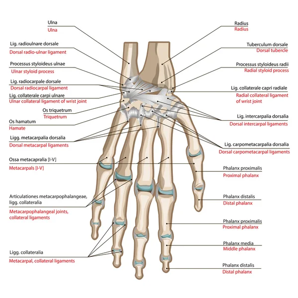 Huesos y ligamentos del dorso de la mano Vectores De Stock Sin Royalties Gratis