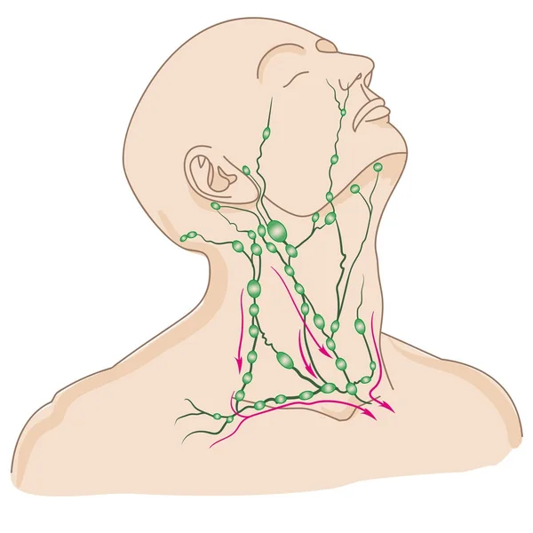 Nœuds Lymphatiques Tête Cou — Image vectorielle