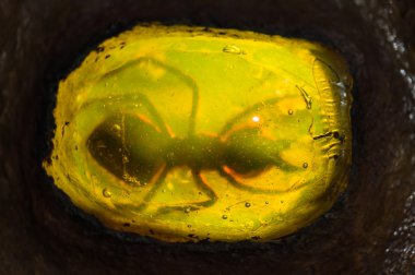 İçinde böcek ile Baltık amber fosilleşmiş .