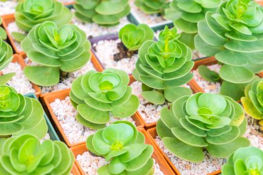 Güzel küçük kaktüs alan .