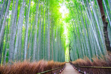 Bamboo Forest in Japan clipart