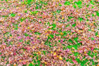 Taze bahar yeşil çimenlerin üzerinde kırmızı sarı sonbahar akçaağaç yaprakları
