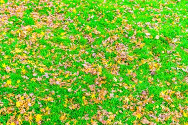 Taze bahar yeşil çimenlerin üzerinde kırmızı sarı sonbahar akçaağaç yaprakları