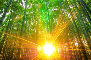 Bambu ormanı güneşli sabah
