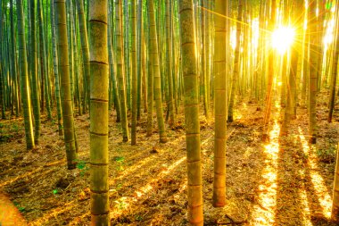 Bambu ormanı güneşli sabah