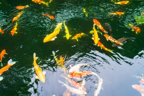 Coloridos peces Koi nadando en el agua  . — Foto de Stock