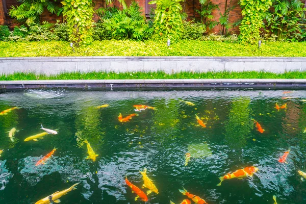 다채로운 Koi 물고기 물에서 수영 . — 스톡 사진