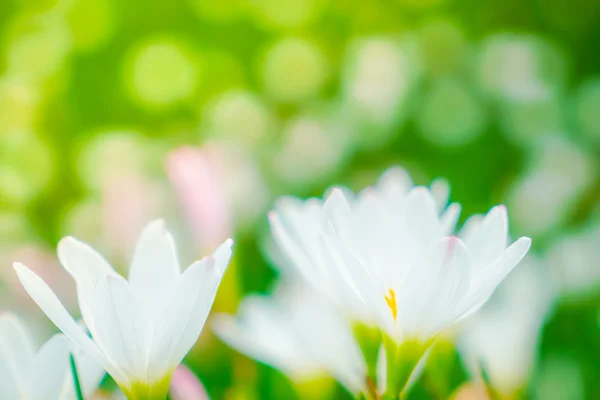 Krásné bílé parta květy na zelené trávě pozadí . — Stock fotografie