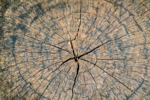 Stump fa közelről . — Stock Fotó