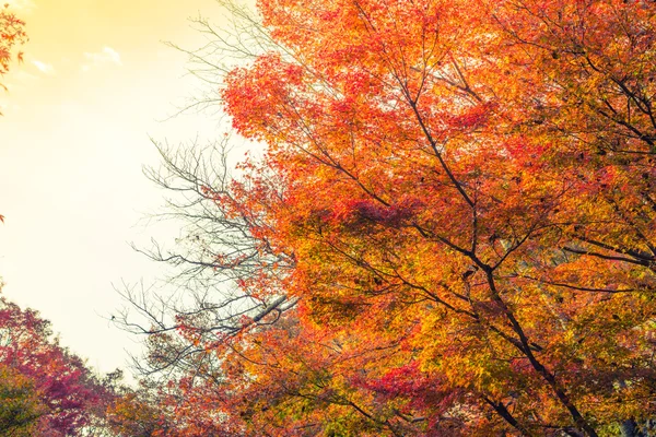 Hermosas hojas coloridas de otoño — Foto de Stock