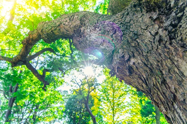 Imagem de árvores florestais — Fotografia de Stock