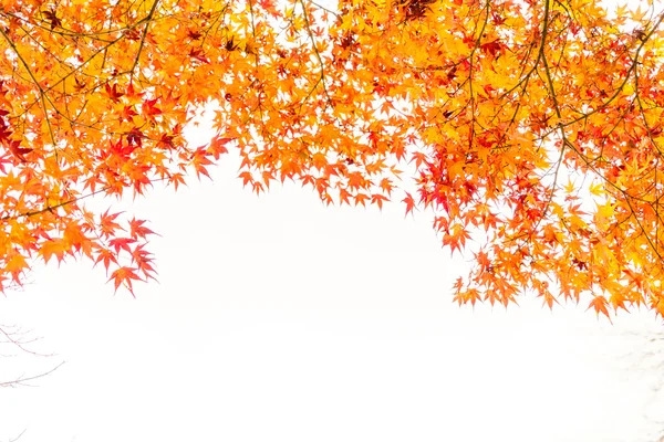 Schöne bunte Herbstblätter — Stockfoto