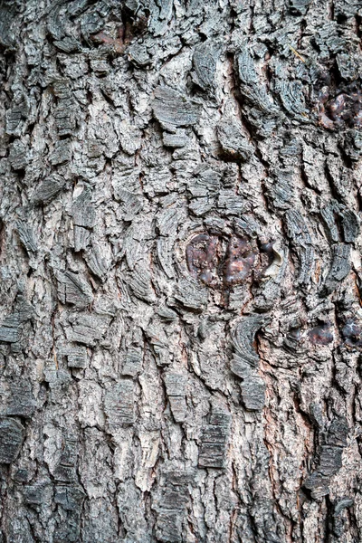 나무 질감 배경 그림 — 스톡 사진