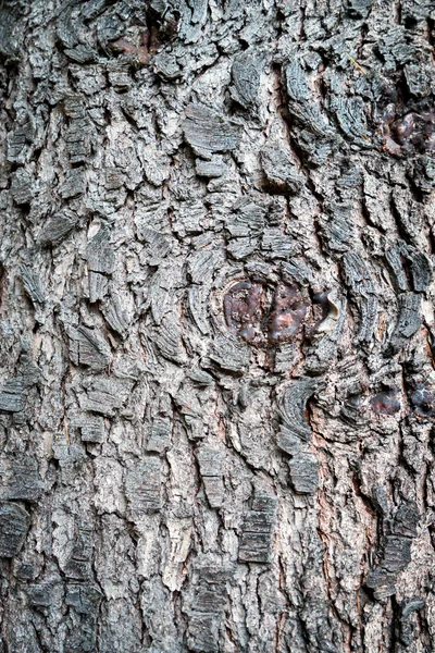 Imagem de fundo de textura de madeira — Fotografia de Stock